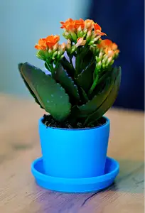Mini Flowerpot