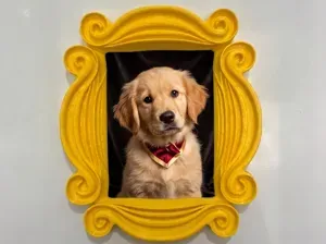 Friends Monica’s Magnetic Photo Frame for Fridge