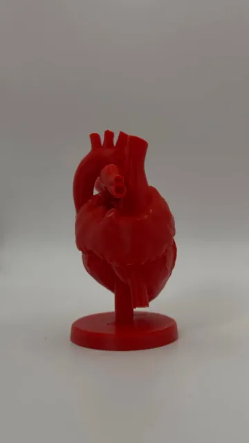 Anatomical Heart Model — Фото 7 из 8