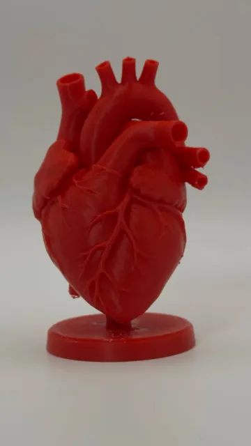 Anatomical Heart Model — Фото 3 из 8