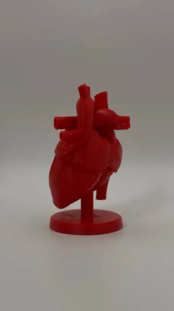 Anatomical Heart Model — Фото 6 из 8