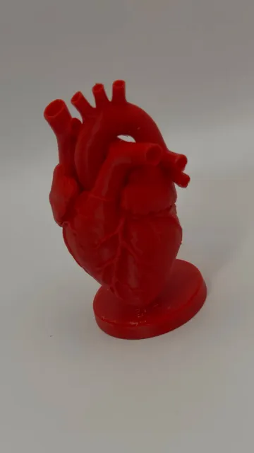 Anatomical Heart Model — Фото 2 из 8