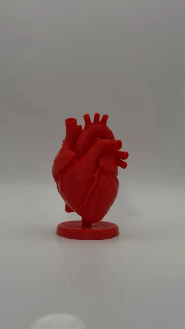Anatomical Heart Model — Фото 5 из 8