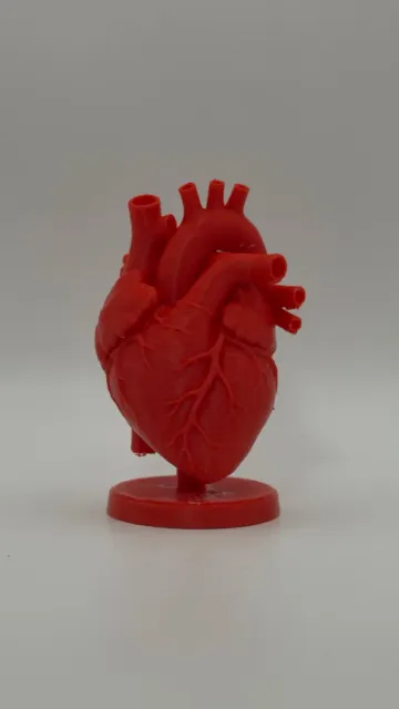 Anatomical Heart Model — Фото 8 из 8