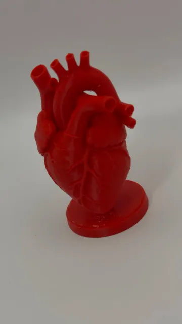 Anatomical Heart Model — Фото 4 из 8