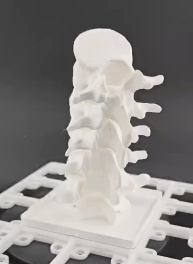 Gridfinity Anatomy: Articulating Lumbar Spine
