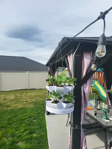 Strawberry Hanging Planter