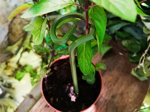 Flower holder