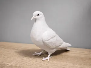 Dove, Pigeon - Bird - Animal