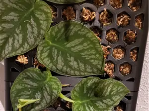 Moss Pole for Monstera Dubia