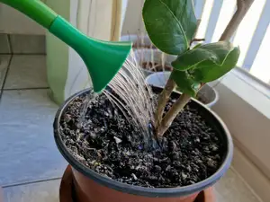 Watering can shower head