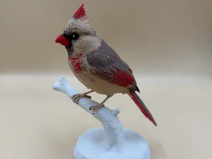 Female Crimson Crest Cardinal