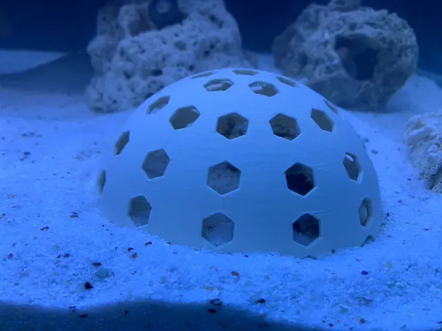 Coral Shield — Image 2 of 2
