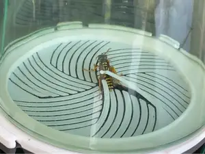 The Catch Lid: Capture and explore insects...