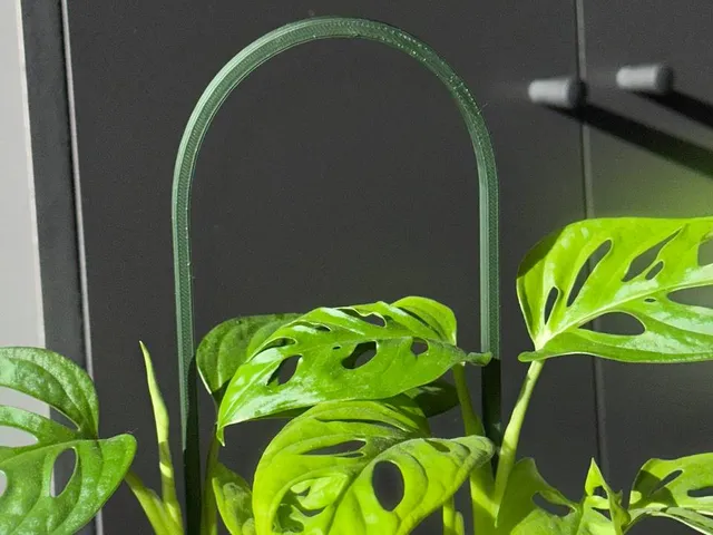 Oval plant trellis
