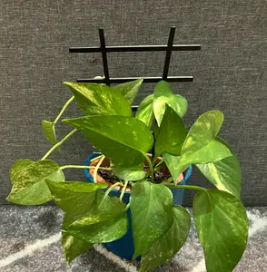Flower support