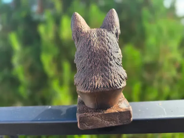 Old German Shepherd Bust — Фото 8 из 8
