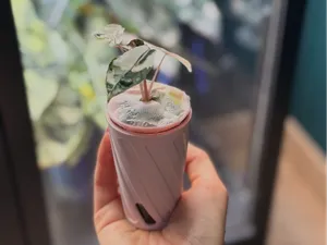 90ml Cup Cover for Alocasia – Algae Blocker