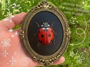 Ladybird Beetle – Victorian Taxidermy Wall Plaque