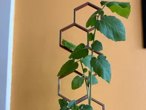 modern plant support trellis made up of hexagons