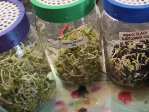 Sprout Seeds TwistOff Lid Changeable Mesh Inserts