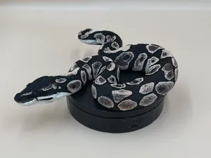 Shadow Patch Ball Python