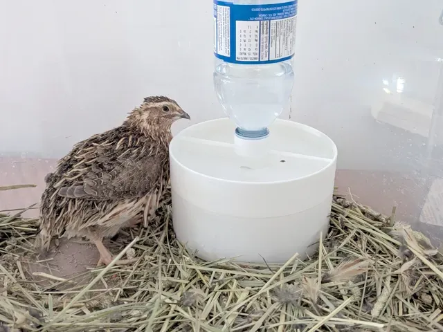 Adult Quail and Chick Water Feeder for bottle — Фото 5 из 5