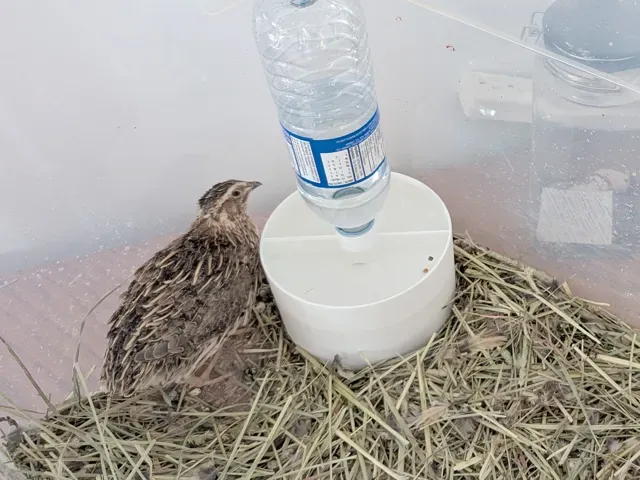 Adult Quail and Chick Water Feeder for bottle — Фото 4 из 5