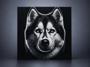 Siberian Husky dog