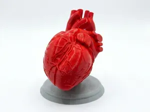 Realistic Anatomical Human Heart