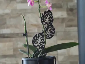 Monstera plant climber/Support for plants