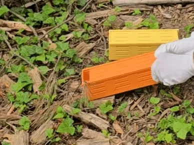 Mouse Trap Live Simple and Robust — Фото 2 из 17