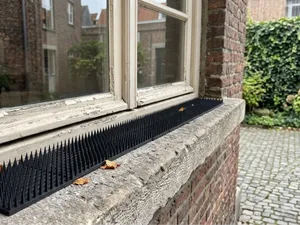 Bird spikes