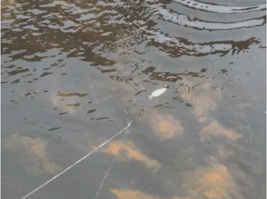 Print->Knot->Fish! Easiest Crankbait fishing lure — Фото 3 из 5
