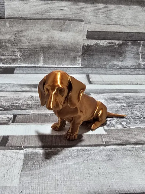 Dachshund sausage dog puppy — Фото 3 из 5