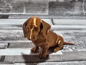 Dachshund sausage dog puppy