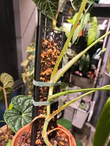 攀爬植物水苔柱(plant moss pole) 模块化可拆卸 不锈钢条辅助固定不伤根系