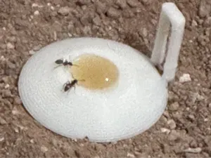 Ants drinking bowl (10 minute print)