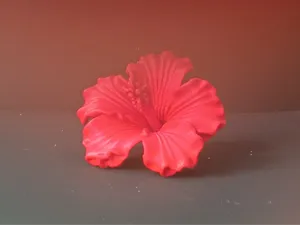 扶桑花