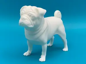 Dog Pug