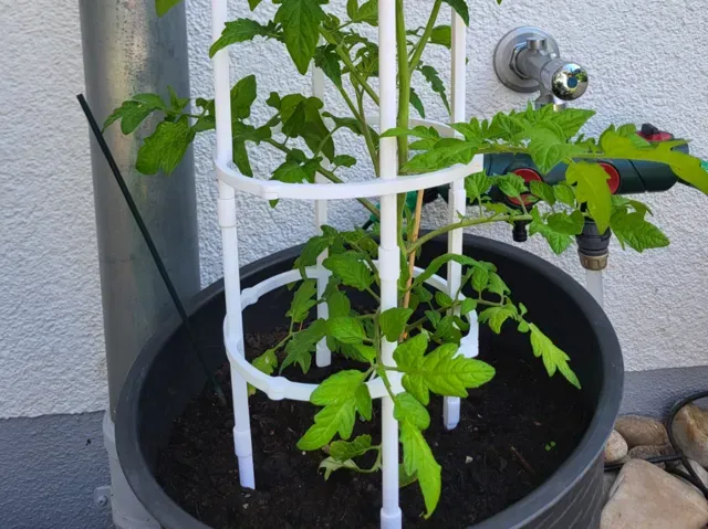 Modular Tomato Support ring. Plants. Vegetables.