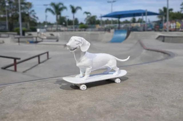 Dachshund, Sausage Dog on skateboard! — Фото 2 из 5