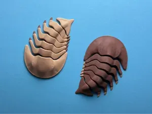 Articulated Trilobite