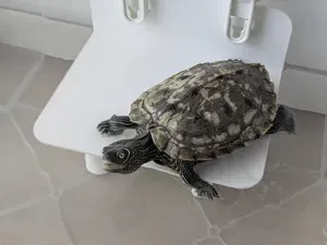 Turtle Basking Platform