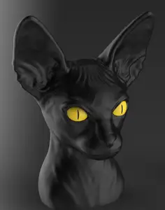 Sphinx cat - Multicolor