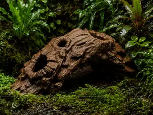 Natural Root Hide with Holes -Terrarium & Aquarium