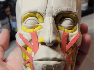 Anatomy head muscle 2