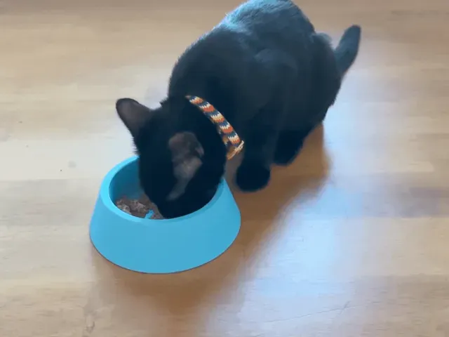 Anti-Tip Cat & Dog Bowl (Water & Food) — Фото 2 из 4