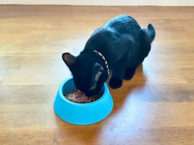 Anti-Tip Cat & Dog Bowl (Water & Food) — Фото 4 из 4