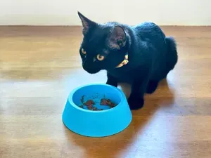 Anti-Tip Cat & Dog Bowl (Water & Food)